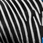 zoozebra