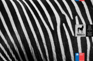zoozebra