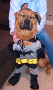 gunner_batdog
